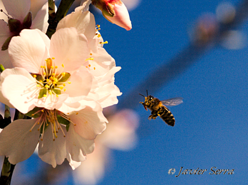 abellavolant