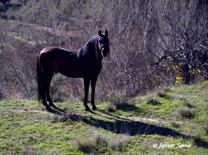 cavall1